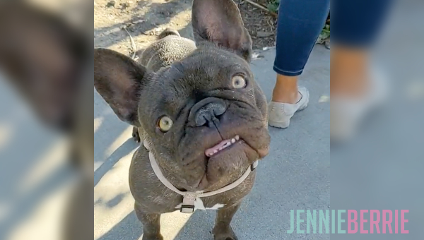 Cecilia's Frenchie Doggo So Cute!