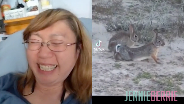 Blind React - Bunnies