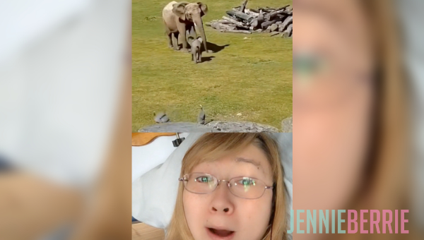 Blind React - What a Cute Elephant