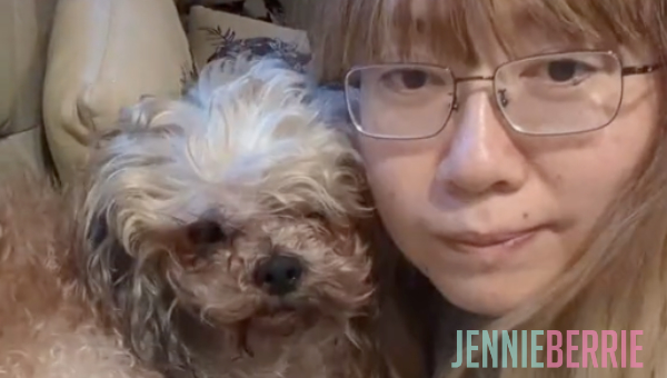 Shitzu Wins Toy Group This Year!