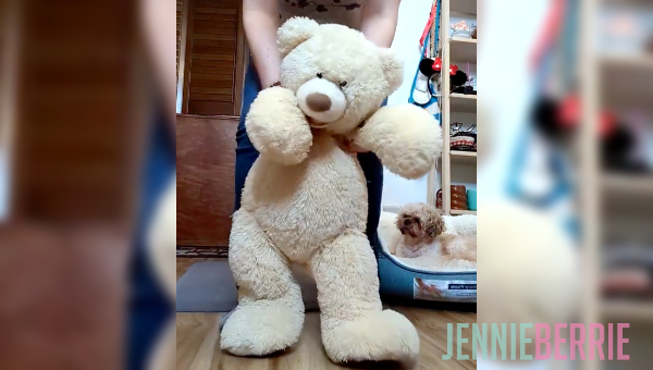  The Big Stuffed Animal Dance Party